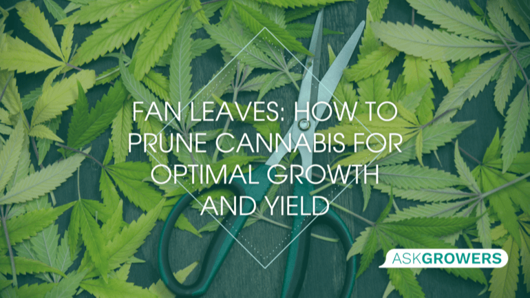 Fan Leaves: How to Prune Cannabis for Optimal Growth and Yield